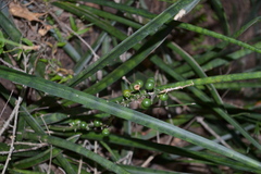 Sansevieria roxburghiana